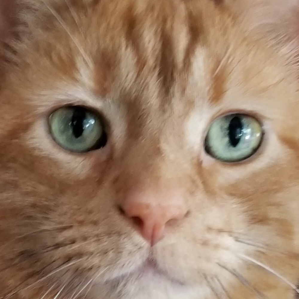 Meet your Posher, Frances